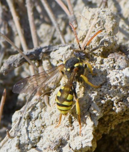 Nomada succincta